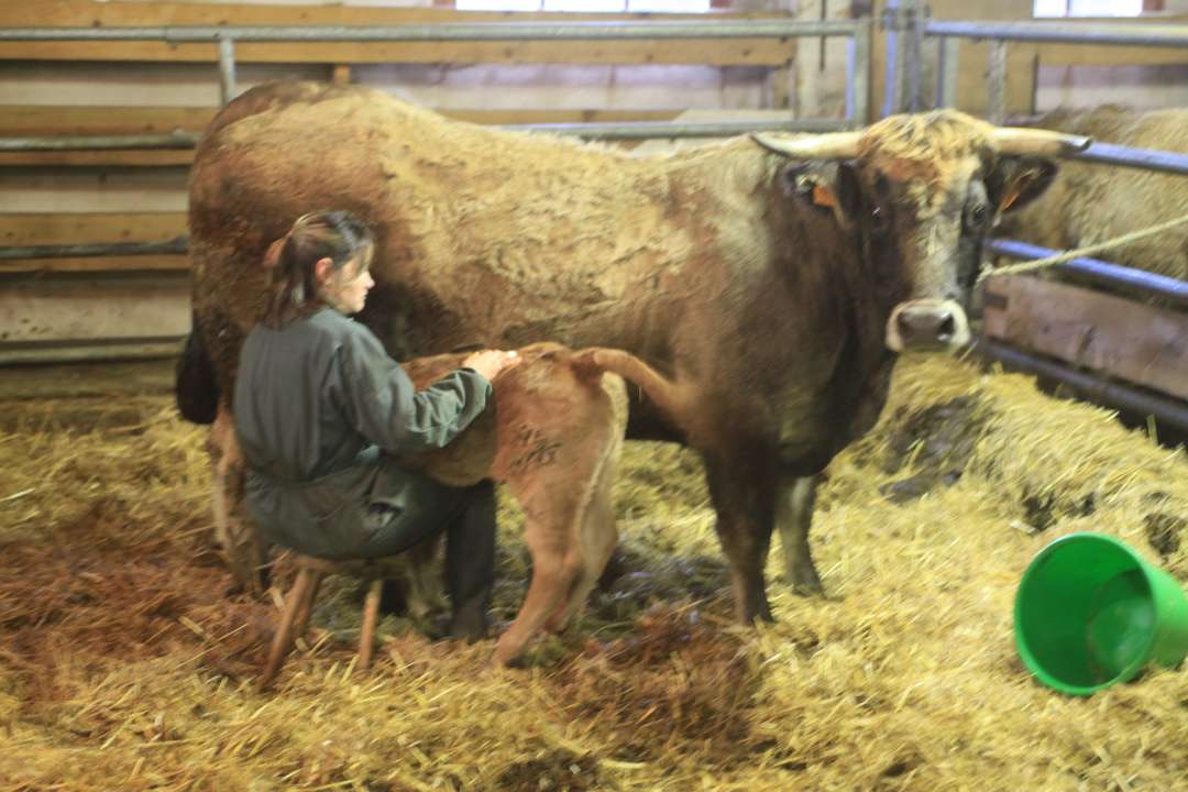 Aubrac Aubrac